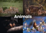 Animal Lightroom Presets