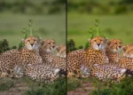 Animal Lightroom Presets