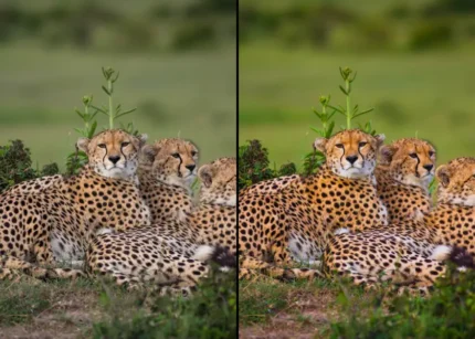 Animal Lightroom Presets