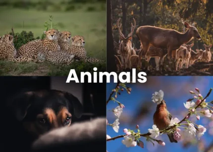 Animal Lightroom Presets