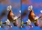 Animal Lightroom Presets